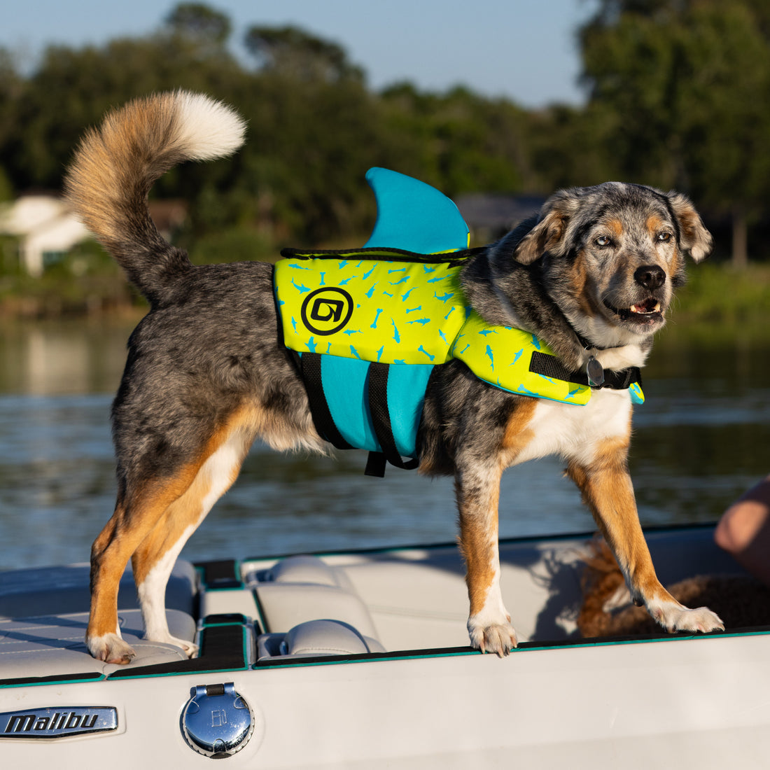 O'Brien Pet Vest - Shark Fin
